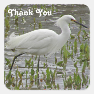 Sticker Carré Merci Aiguille blanche Beau animal Wading Oiseau