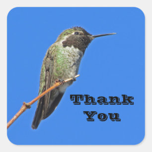 Sticker Carré Merci Colibri Photo Nature Appréciation