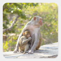 Mère et bébé Rhesus Macaque singes sur le mur