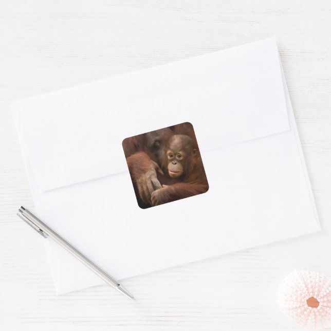 Sticker Carré Mère orang-outan et bébé au zoo (Enveloppe)