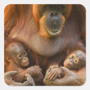 Sticker Carré Mère Orangoutane tenant deux bébés