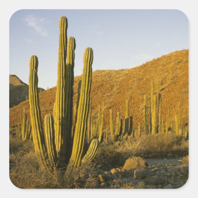 Sticker Carré Mexique, Baja, Père Noël Catalina Island, Mer de (Devant)