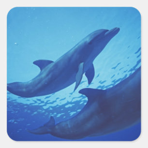 Sticker Carré Mexique, Cozumel. Grand dauphin, Tursiops