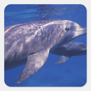 Sticker Carré Mexique, Cozumel. Grand dauphin, Tursiops 2