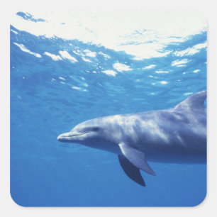 Sticker Carré Mexique, Cozumel. Grand dauphin, Tursiops 3