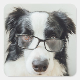 Sticker Carré Mignon Chien Amoureux Border Collie Noir Blanc
