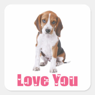 Sticker Carré Mignon chiot Beagle Je t'aime