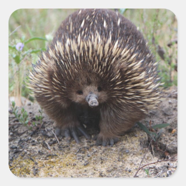 Sticker Carré Mignonne Echidna d'Australie (Devant)