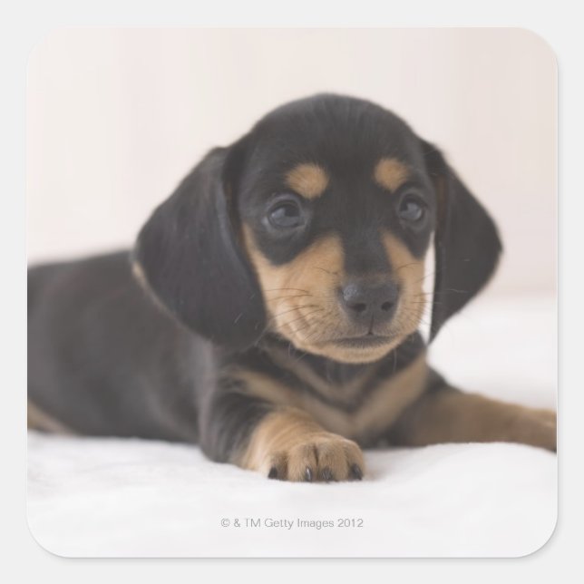 Sticker Carré Miniature Dachshund (Devant)