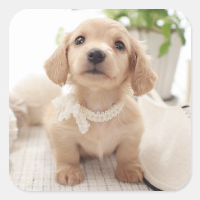 Sticker Carré Miniature Dachshund (Devant)