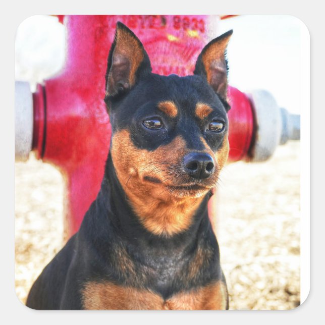 Sticker Carré MinPinOne (Devant)