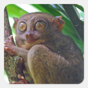 Sticker Carré Minuscule tarsier philippin