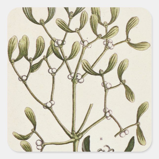 Sticker Carré Mistletoe de 'A Curious Herbal', 1782 (Devant)