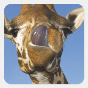 Sticker Carré Mmmm Mmmm Bon