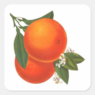 Sticker Carré Modèle d'autocollant d'art Vintage Oranges