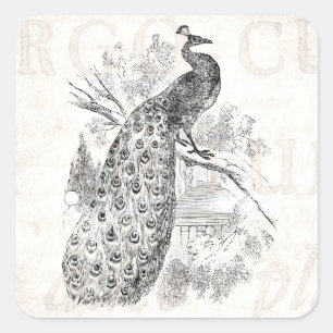 Sticker Carré Modèle d'illustration Retro Peacock vintage des an