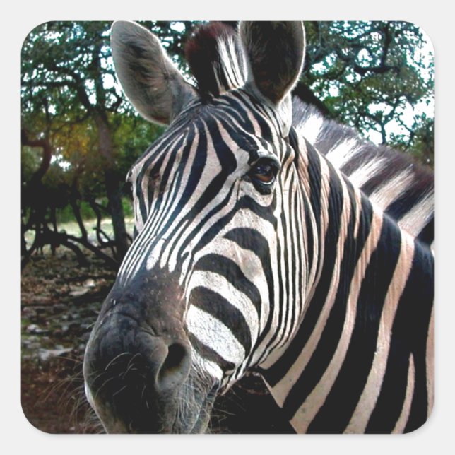 Sticker Carré Mon ami trippé (Devant)