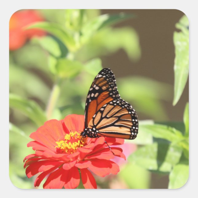 Sticker Carré Monarque d'octobre (Devant)