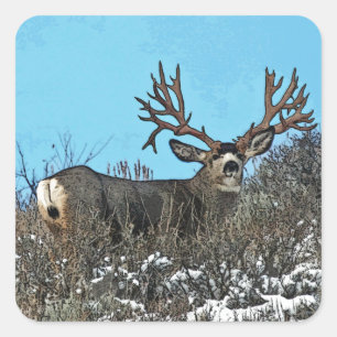 Sticker Carré Monster mule deer buck