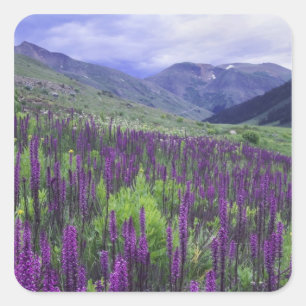 Sticker Carré Montagnes et fleurs sauvages dans un pré alpin, 2