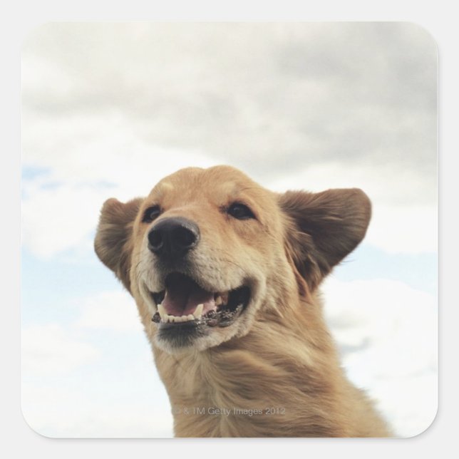 Sticker Carré Montana, USA (Devant)