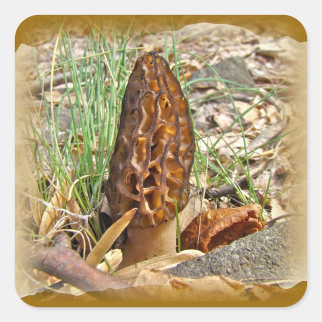 Sticker Carré Morel Mushroom (Devant)