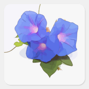 Sticker Carré Morning Glory flower