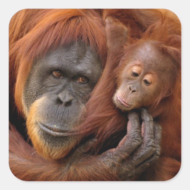 Sticker Carré Mother & Baby Orangutan (Devant)