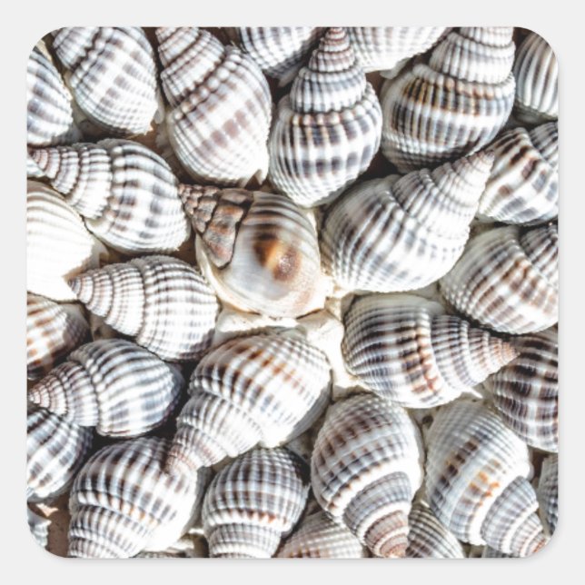 Sticker Carré Motif Coastal Ocean Sea Shell (Devant)