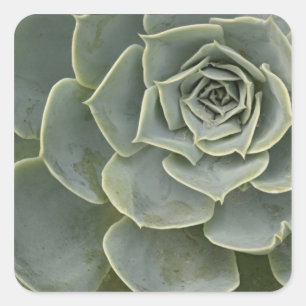 Sticker Carré Motif de cactus