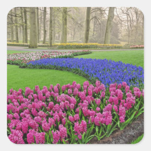Sticker Carré Motif de Grape Hyacinth, tulipes et 2