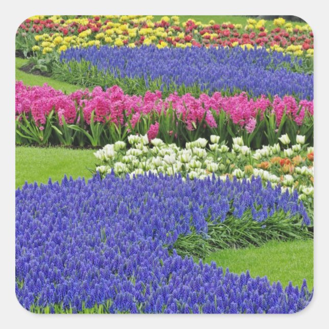 Sticker Carré Motif de Grape Hyacinth, tulipes et 3 (Devant)