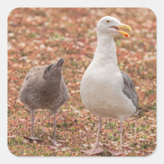 Sticker Carré Mouette et poussin