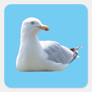 Sticker Carré Mouette rieuse se reposant Faune maritime de bord