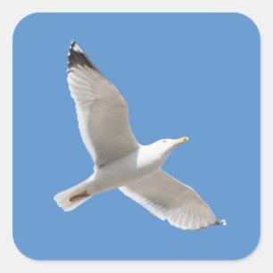 Sticker Carré Mouette volante