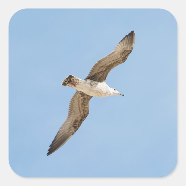 Sticker Carré Mouette volante (Devant)