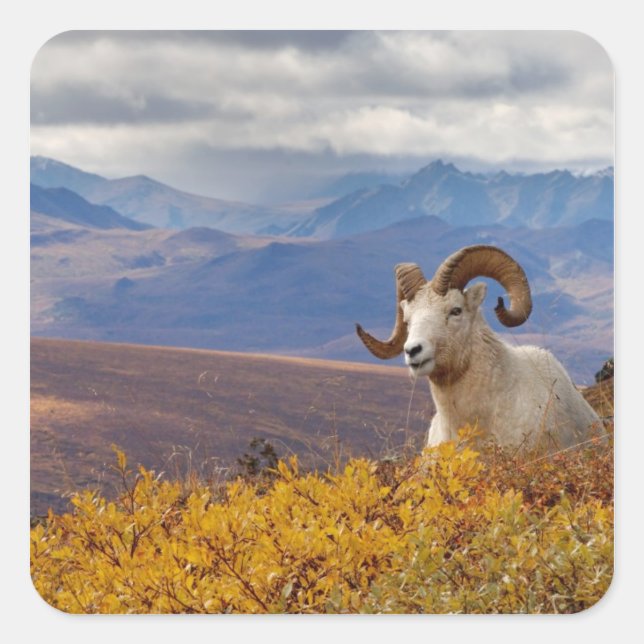 Sticker Carré mouflon de Dall, Ovis dalli, bélier (Devant)