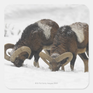 Sticker Carré Mouflons en hiver, Allemagne