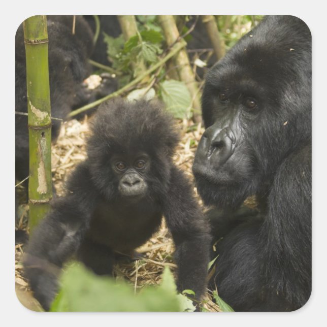 Sticker Carré Mountain Gorilla, adult with young (Devant)