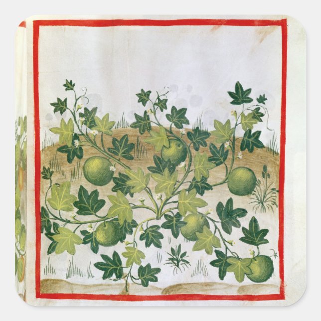 Sticker Carré Ms 3054 fol.20 Melons, de 'Tacuinum Sanitatis' (Devant)