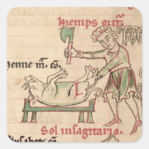 Sticker Carré MS 54. f.6r novembre: Killing the Pig, from a Cist