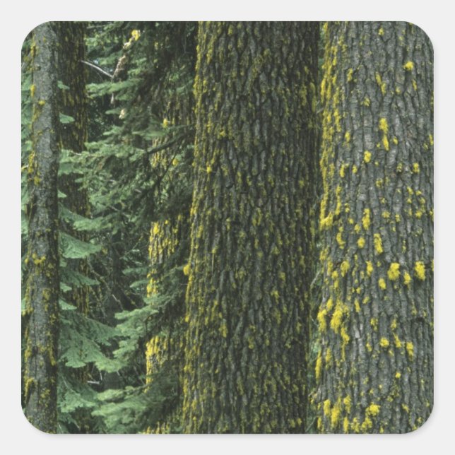 Sticker Carré Mt. Ashland, forêt nationale de Rogue River, (Devant)