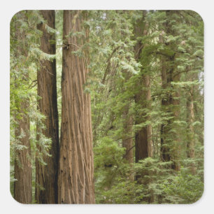 Sticker Carré Muir Woods National Monument, Nord