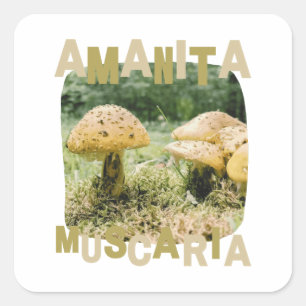 Sticker Carré Mushroom lover, amanita muscaria, nature