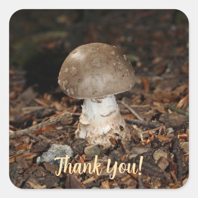 Sticker Carré mushroom thank You (Devant)