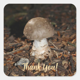 Sticker Carré mushroom thank You