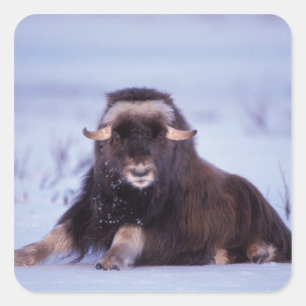 Sticker Carré muskox, Ovibos moschatus, jeune taureau