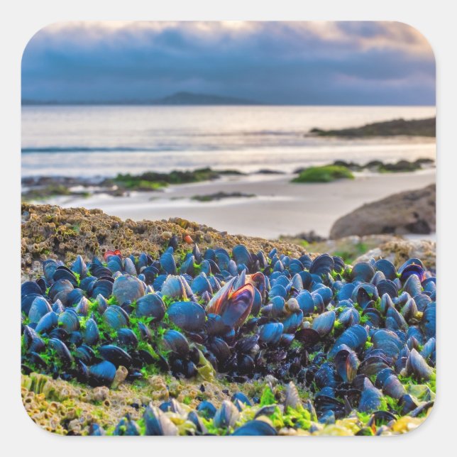 Sticker Carré Mussels (Devant)