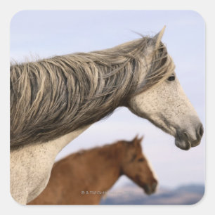 Sticker Carré Mustangs espagnols