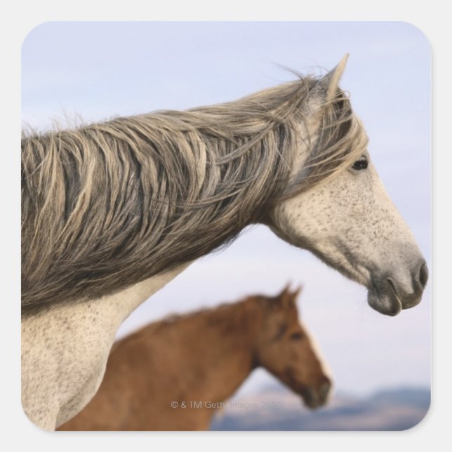Sticker Carré Mustangs espagnols (Devant)